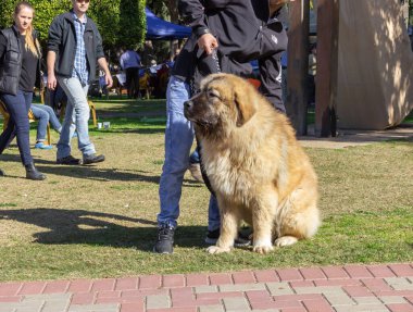 Acre, İsrail, 3 Ocak 2016: Sahibi ile birlikte Kuzey İsrail 'deki Ako şehrinde düzenlenen köpek festivalinde bir köpek yarışması
