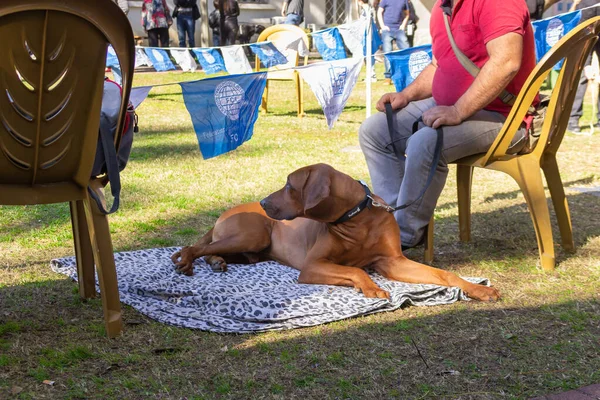 Acre Israele Gennaio 2016 Cane Con Suo Proprietario Festival Canino — Foto Stock