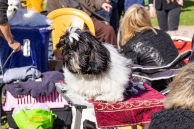 Acre, İsrail, 3 Ocak 2016: Sahibi ile birlikte Kuzey İsrail 'deki Ako şehrinde düzenlenen köpek festivalinde bir köpek yarışması