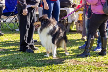 Acre, İsrail, 3 Ocak 2016: Collie ve sahipleri Kuzey İsrail 'deki Ako şehrinde düzenlenen bir köpek festivalinde