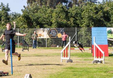 Acre, İsrail, 3 Ocak 2016: Büyük siyah beyaz bir köpek sahibi ile İsrail 'in kuzeyindeki Ako kentinde düzenlenen bir köpek festivalinde spor engeli kursunda koşuyor.