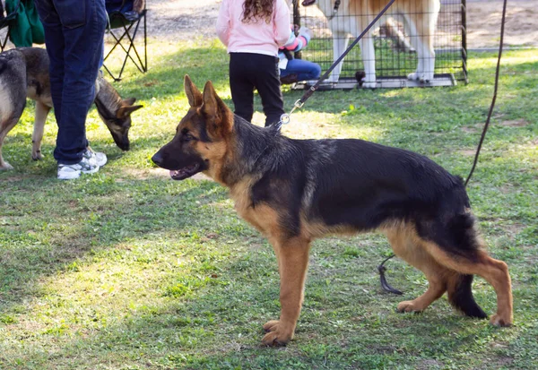 Acre Israel Enero 2016 Perro Con Dueño Festival Perros Competición —  Fotos de Stock