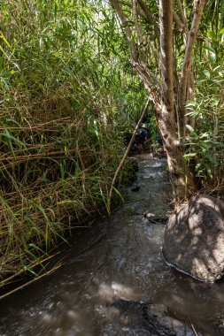 Kristal berrak suyla sığ bir dağ olan Jalaboun deresi ağaçlar ve otlarla kaplı kıyılar İsrail 'in kuzeyindeki Golan Tepeleri' nde akıyor.