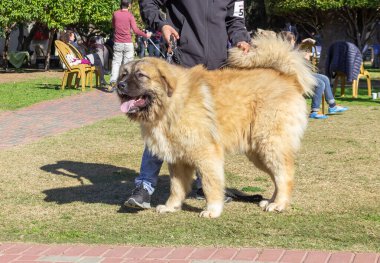 Acre, İsrail, 3 Ocak 2016: Sahibi ile birlikte Kuzey İsrail 'deki Ako şehrinde düzenlenen köpek festivalinde bir köpek yarışması