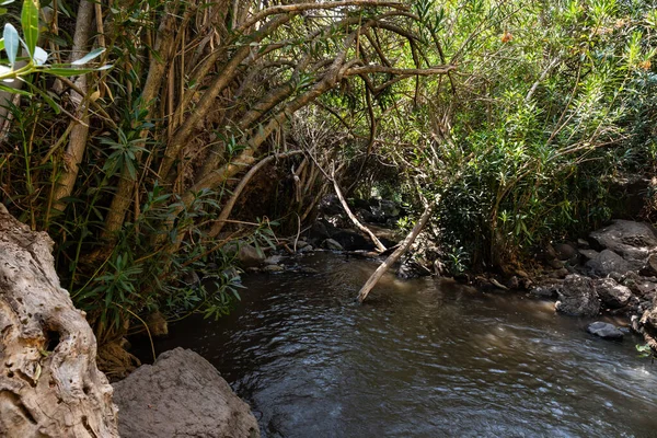 Shallow Mountain Jalaboun Stream Crystal Clear Water Shores Overgrown Trees — Stock Photo, Image