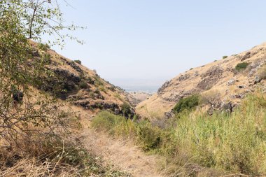 İsrail 'in kuzeyindeki Golan Tepeleri' nde kurumuş çimenler ve küçük ağaçlarla kaplı tepeler.