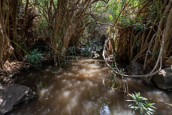 Montaña Poco Profunda Jalaboun Arroyo Con Aguas Cristalinas Orillas Cubiertas — Foto de Stock