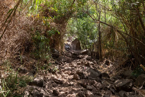 The path through the thickets near the shallow mountain Jalaboun stream with crystal clear water and shores overgrown with trees and grass, flows in the Golan Heights in northern Israel