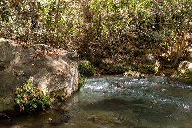 İsrail 'in kuzeyindeki Golan Tepeleri' nde kristal berrak suları olan hızlı Hermon Nehri 'nin yatağı.