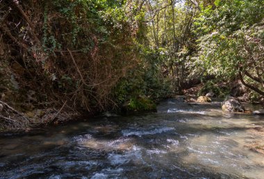 İsrail 'in kuzeyindeki Golan Tepeleri' nde kristal berrak suları olan hızlı Hermon Nehri 'nin yatağı.