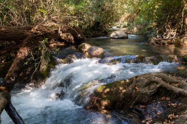 İsrail 'in kuzeyindeki Golan Tepeleri' nde kristal berrak suları olan hızlı Hermon Nehri 'nin yatağı.