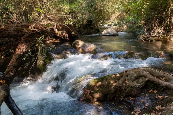 İsrail 'in kuzeyindeki Golan Tepeleri' nde kristal berrak suları olan hızlı Hermon Nehri 'nin yatağı.