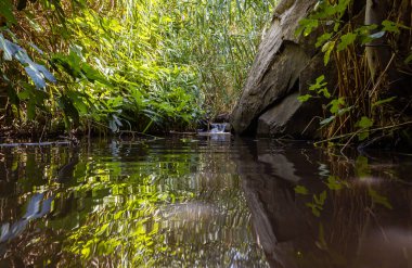 Kristal berrak suyla sığ bir dağ olan Jalaboun deresi ağaçlar ve otlarla kaplı kıyılar İsrail 'in kuzeyindeki Golan Tepeleri' nde akıyor.