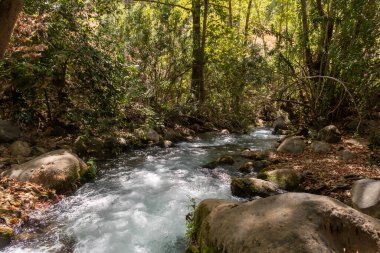 İsrail 'in kuzeyindeki Golan Tepeleri' nde kristal berrak suları olan hızlı Hermon Nehri 'nin yatağı.