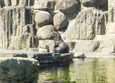 Prague, Czech Republic, May 15, 2024 : A seal sits on the rocks in its enclosure in Prague Zoo in Czech Republic