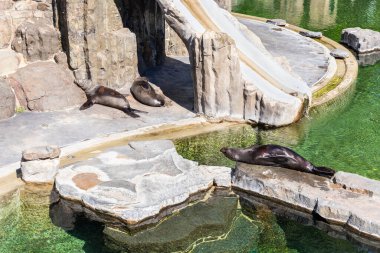 Prague, Czech Republic, May 15, 2024 : Seals sleep in the sun in their enclosure in Prague Zoo in Czech Republic