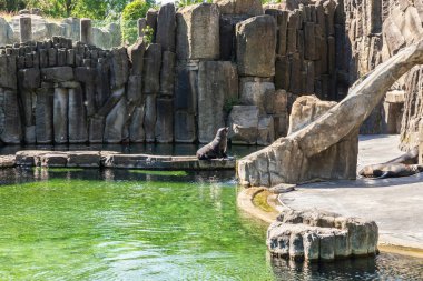 Prague, Czech Republic, May 15, 2024 : Aviary with the large rocks and small lake with seals in Prague Zoo in Czech Republic