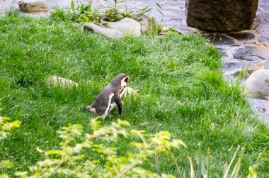 Prague, Czech Republic, May 15, 2024 : A Humboldt penguin walks in the sun in its enclosure in Prague Zoo in Czech Republic