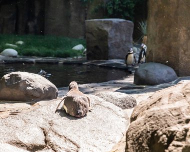 Prague, Czech Republic, May 15, 2024 : A Humboldt penguin lies and basks in sun in its enclosure in Prague Zoo in Czech Republic