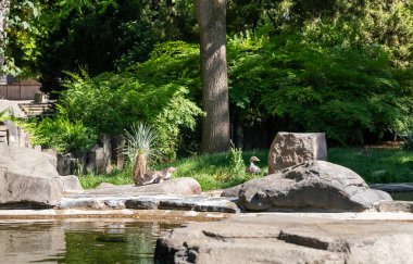 Prague, Czech Republic, May 15, 2024 : A Humboldt penguin and a wild duck are resting in the enclosure in Prague Zoo in Czech Republic