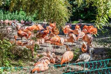 Prague, Czech Republic, May 15, 2024 : Many Caribbean and Chilean flamingos are in their enclosure in the Prague Zoo in Czech Republic