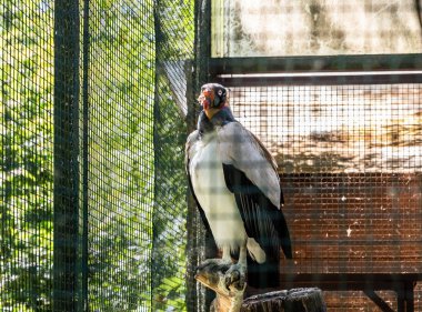 Prague, Czech Republic, May 15, 2024 : A King Vulture sits on branch in its enclosure in Prague Zoo in Czech Republic