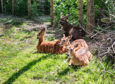 Prague, Czech Republic, May 15, 2024 : Four West African Sitatunga deer are resting on the grass in their enclosure in Prague Zoo in Czech Republic