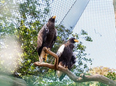 Prague, Czech Republic, May 15, 2024 : Two Stellers Sea Eagles are sitting on the branch in its enclosure in Prague Zoo in Czech Republic