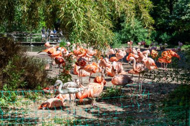 Prague, Czech Republic, May 15, 2024 : Many Caribbean and Chilean flamingos are in the their enclosure in the Prague Zoo in Czech Republic