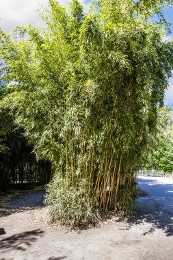 Prague, Czech Republic, May 15, 2024 : An island in the ground with thickets of decorative bamboo on site in Prague Zoo in the Czech Republic