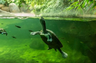 Prague, Czech Republic, May 15, 2024 : Aquatic Northen River Terrapin turtle swimming in aquarium in the Prague Zoo in Czech Republic