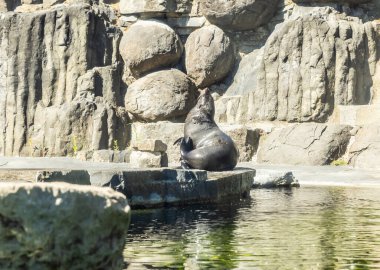 Prague, Czech Republic, May 15, 2024 : A seal sits on rocks in its enclosure in the Prague Zoo in Czech Republic