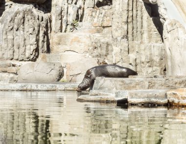 Prague, Czech Republic, May 15, 2024 : The seal sits on the rocks in its enclosure in Prague Zoo in Czech Republic