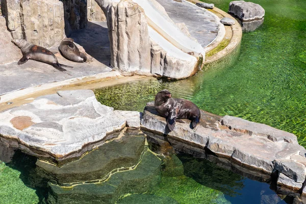 Prague, Czech Republic, May 15, 2024 : Seals sleep in sun in their enclosure in Prague Zoo in Czech Republic
