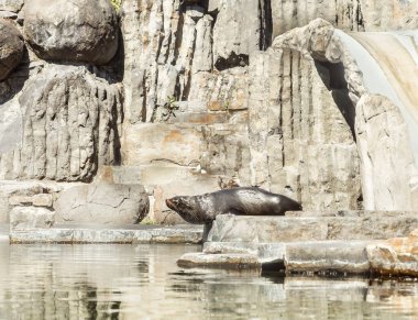 Prague, Czech Republic, May 15, 2024 : The seal sits on rocks in its enclosure in the Prague Zoo in Czech Republic