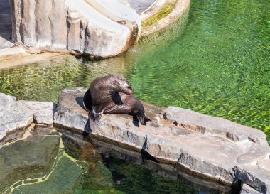 Prague, Czech Republic, May 15, 2024 : A seal sits and basks in sun in its enclosure in Prague Zoo in Czech Republic