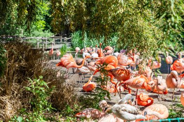 Prague, Czech Republic, May 15, 2024 : Many Caribbean and Chilean flamingos are in the their enclosure in Prague Zoo in Czech Republic