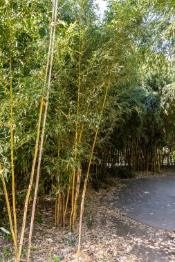 Prague, Czech Republic, May 15, 2024 : Thickets of decorative bamboo on site in Prague Zoo in the Czech Republic