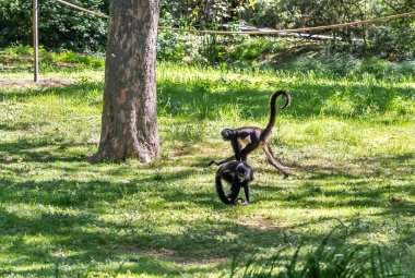 Prague, Czech Republic, May 15, 2024 : Two Mexican Spider Monkeys play on the grass in their enclosure in Prague Zoo in the Czech Republic