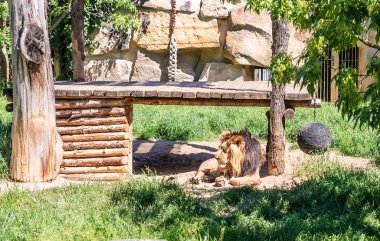 Prague, Czech Republic, May 15, 2024 : A male Asiatic lion sleeps in the sun in its enclosure in Prague Zoo in Czech Republic