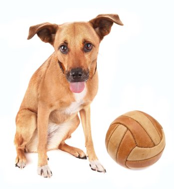 Onun oyuncak köpek