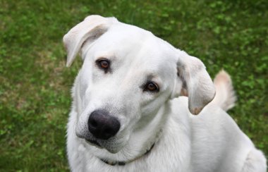 Dostu Beyaz retriever kamera arıyor