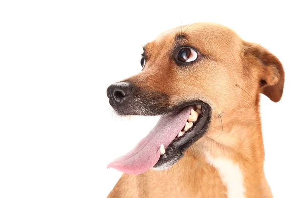 Feliz Perro Adorable Marrón — Foto de Stock