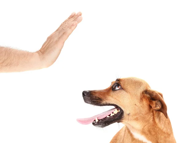 Perro Feliz Con Mano —  Fotos de Stock