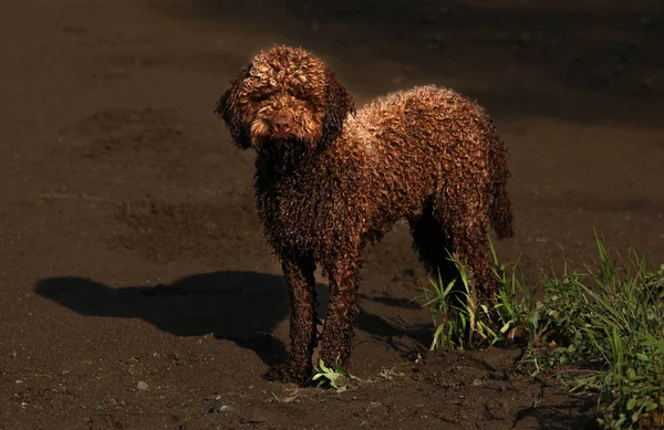 Beautiful Brown Curly Dog — Stock Photo, Image