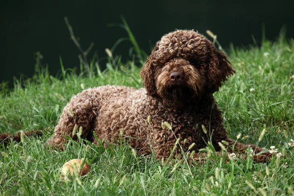 Kahverengi köpek avcılık için