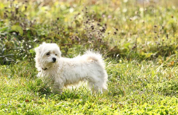 Small Dog Field — Stock Photo, Image