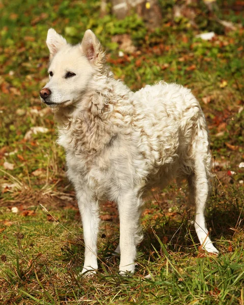 Schöner Weißer Hund Zur Bewachung Von Schafen — Stockfoto