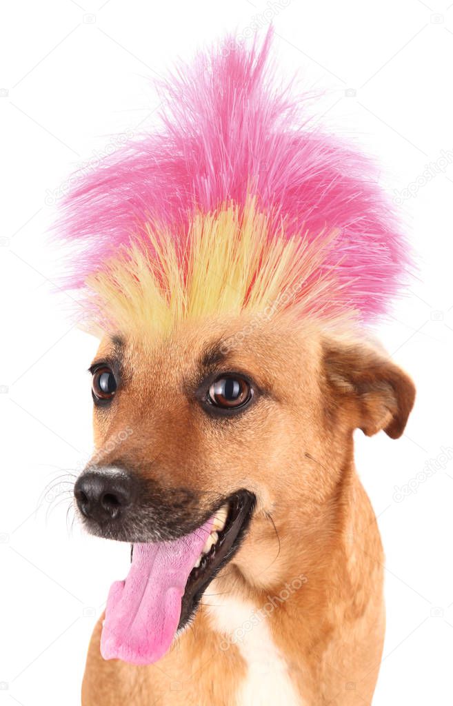 Dog with funny hair