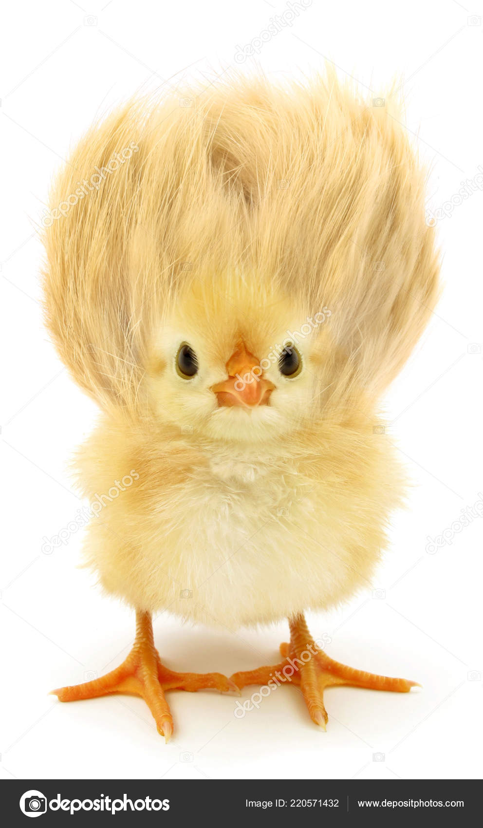Little Chicken Crazy Hair Stock Photo by © 220571432